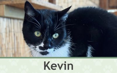 Kocour Kevin – Farmapark u Toma